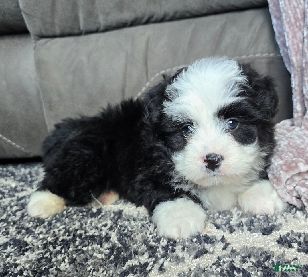 Mini Bernedoodle dogs for sale: Mini Boots - Ad 4