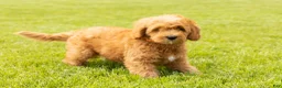 Mini Goldendoodle dogs for sale: Benny - Ad 5