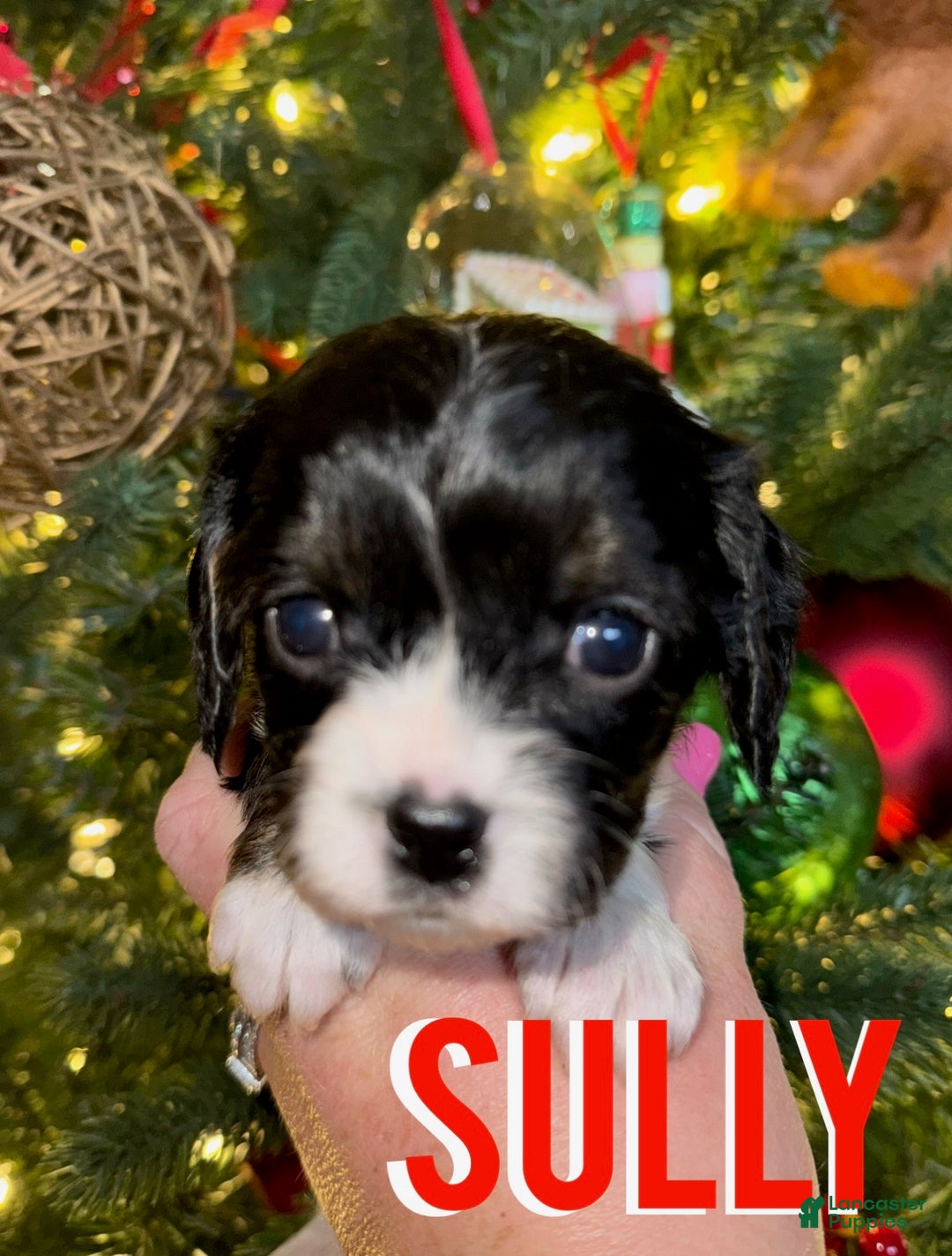 Cavapoo dogs for sale: SULLY - Ad 2