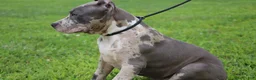 American Bully dogs for sale: Iris - Ad 10
