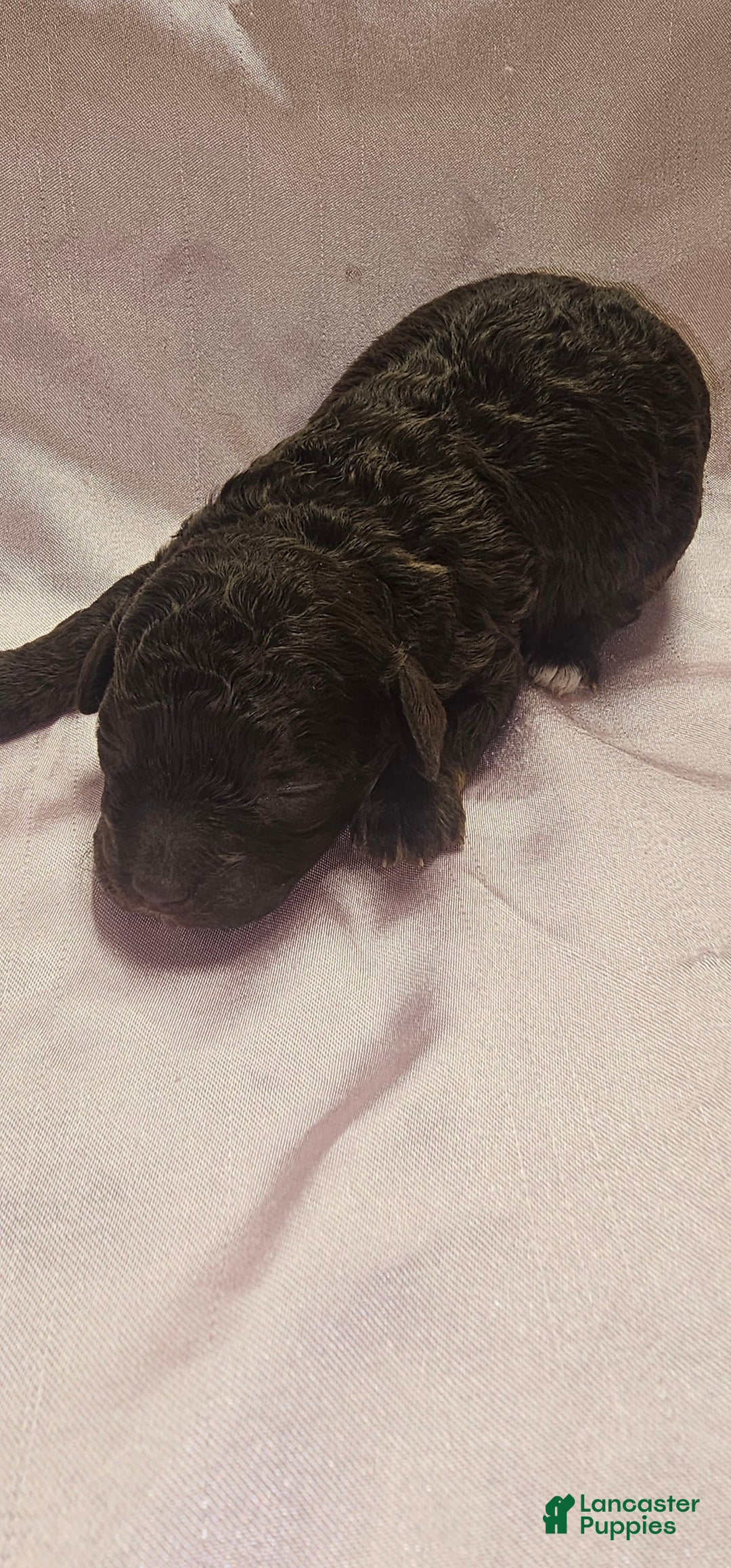 Toy Poodle dogs for sale: Toy Poodle Puppy 3 - Ad 2