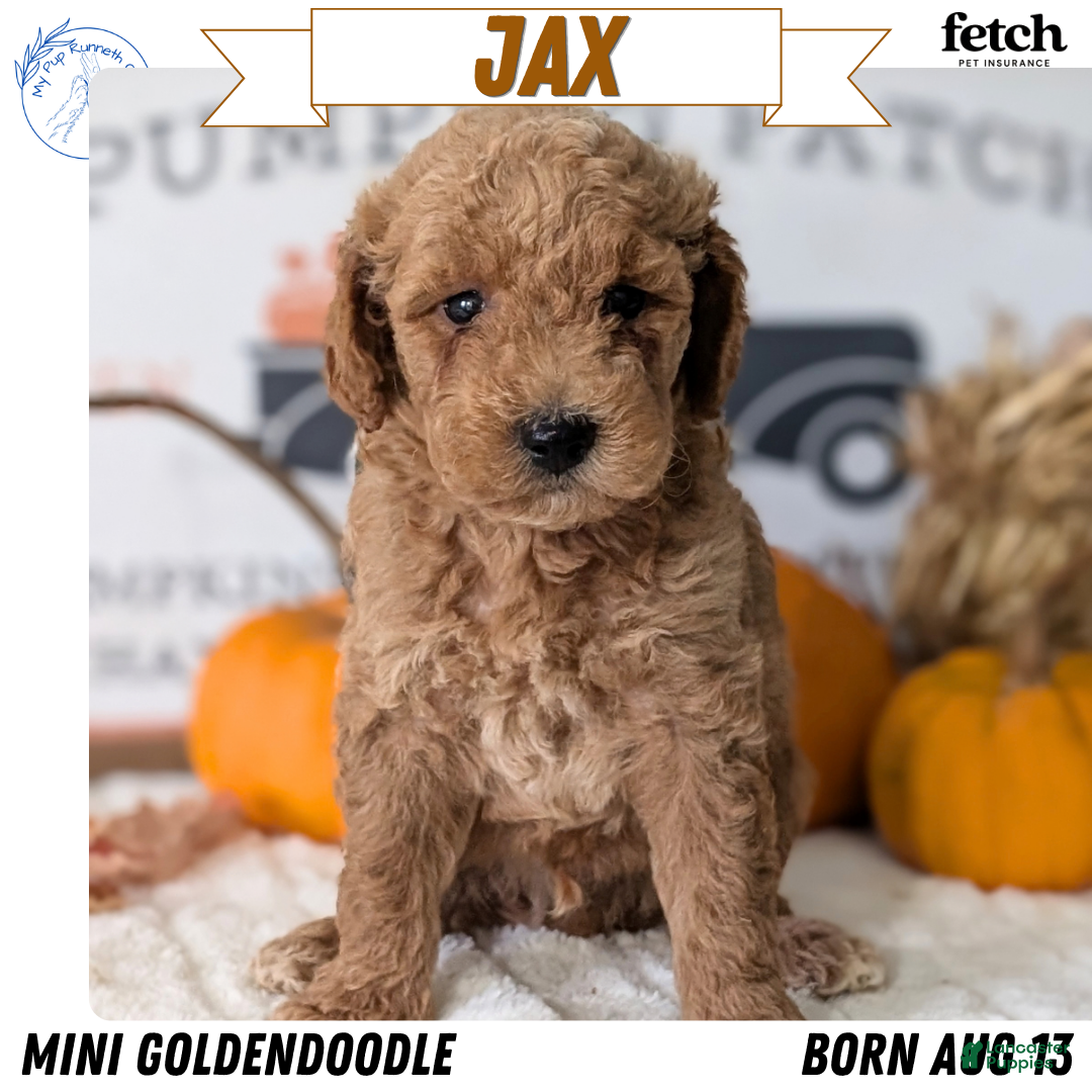 Jax