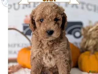 Mini Goldendoodle dogs Jax - Ad 1