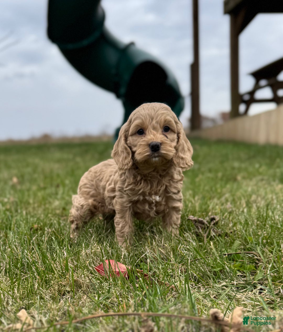 Cockapoo dogs for sale: Sparkles  - Ad 3