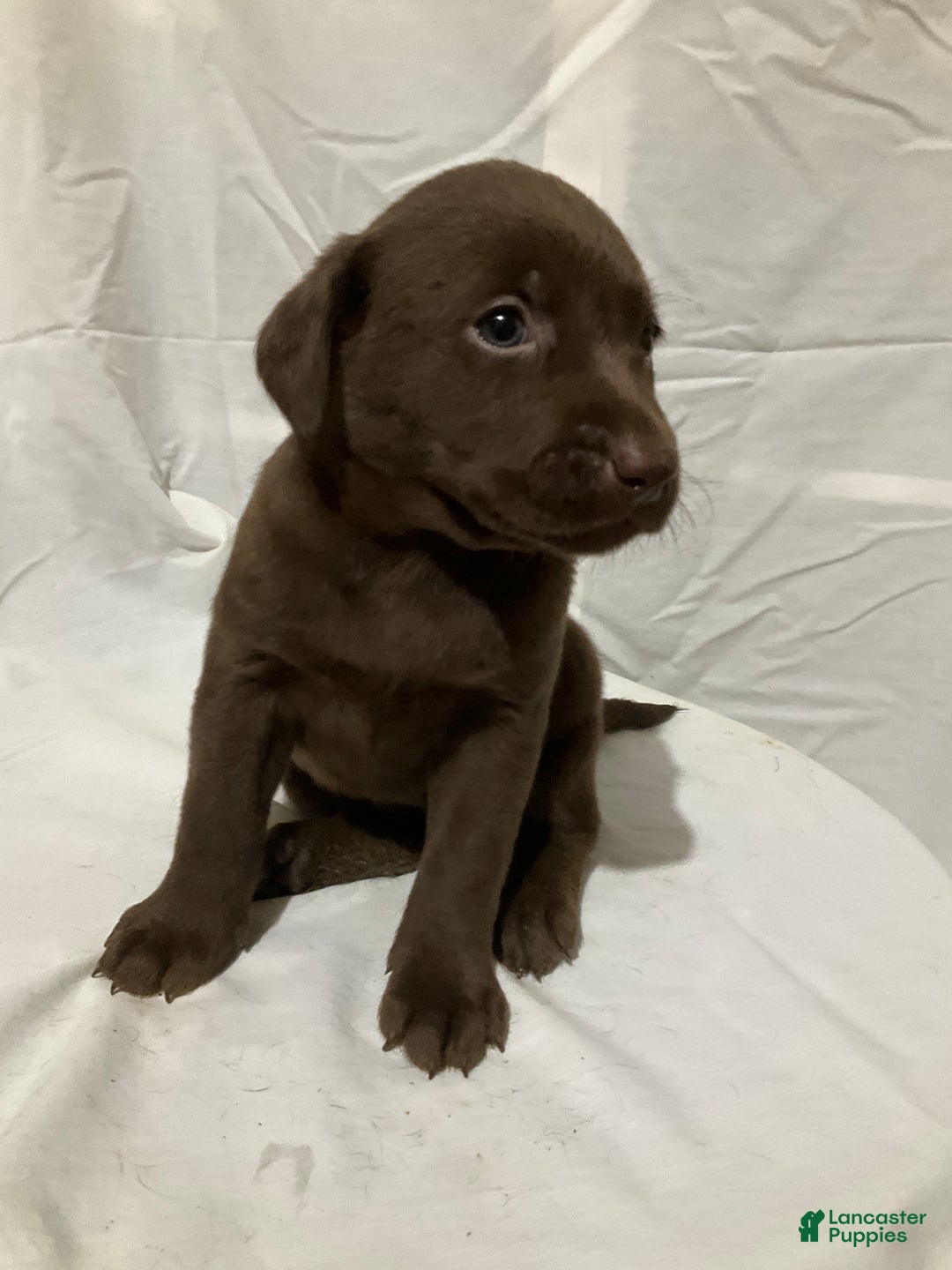 Labrador Retriever dogs for sale: Willow - Ad 7