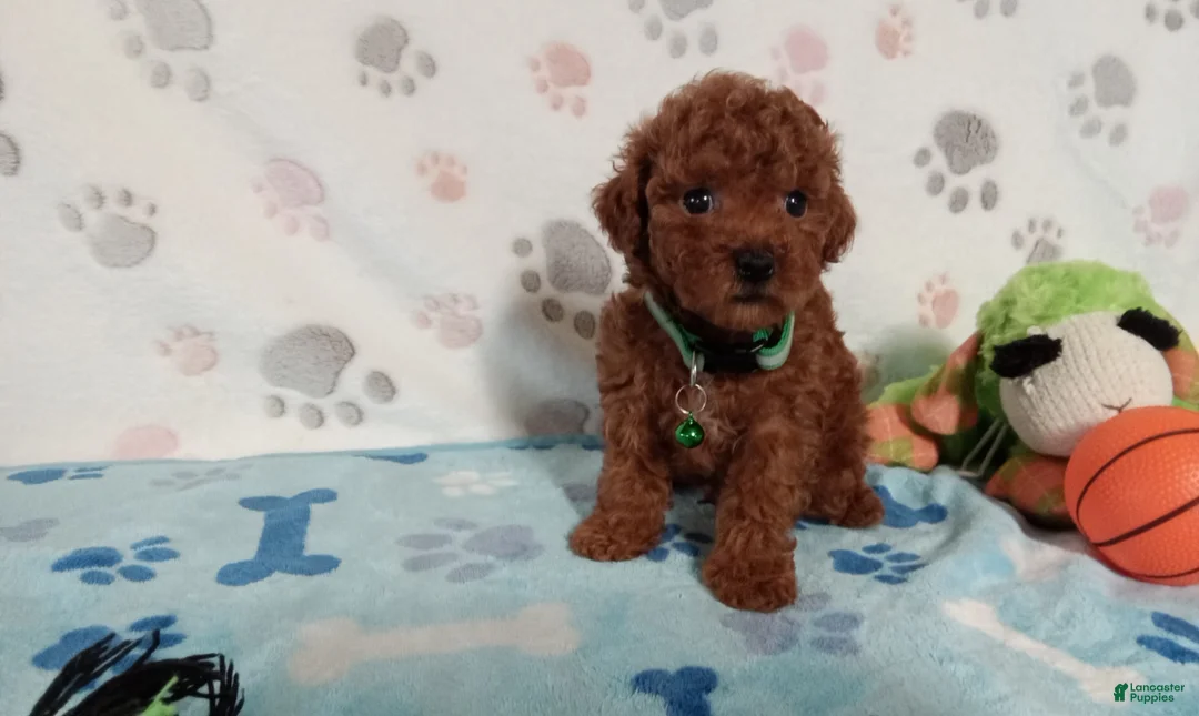 Toy Poodle dogs for sale: Benson  - Ad 3