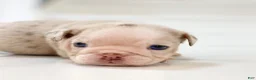 English Bulldog dogs for sale: ELOISE - Ad 14
