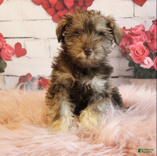 Miniature Schnauzer dogs Felix - Ad 2