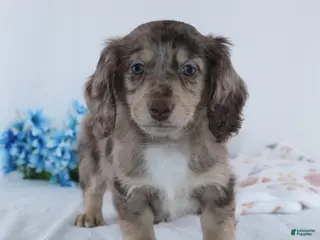 Miniature Dachshund dogs for sale: Evan - Ad 2