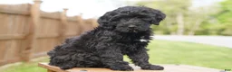 Portuguese Water Dog dogs for sale: Duke - Ad 4