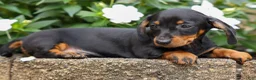 Miniature Dachshund dogs for sale: Iggy🐶  - Ad 10