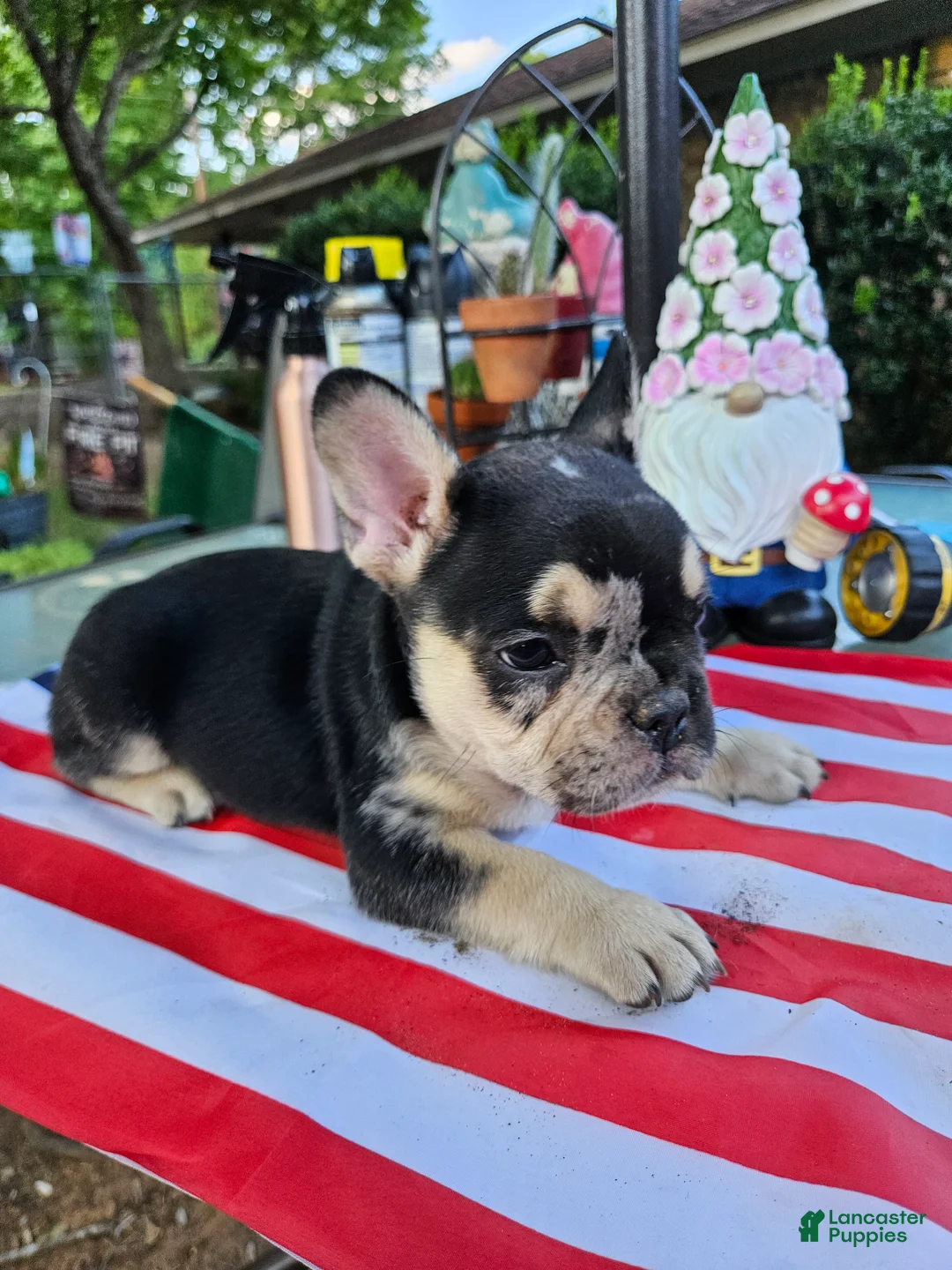 French Bulldog dogs for sale:  Bulldog 5 - Ad 2