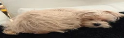 Maltipoo dogs for sale: Melody - Ad 3