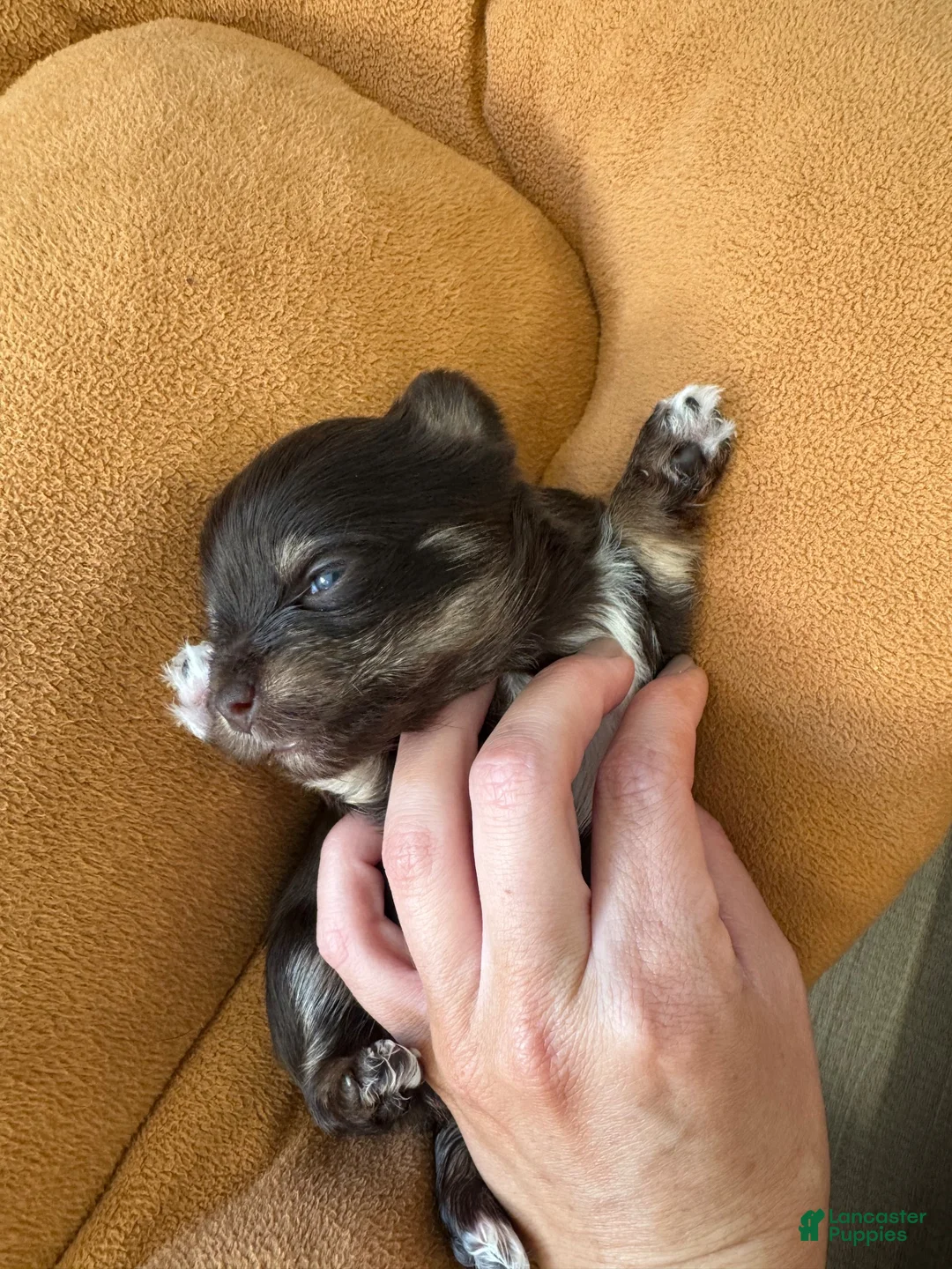 Yorkshire Terrier dogs for sale: Yorkshire Terrier 4 - Ad 2