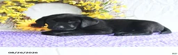 Labrador Retriever dogs for sale: Koko - Ad 3