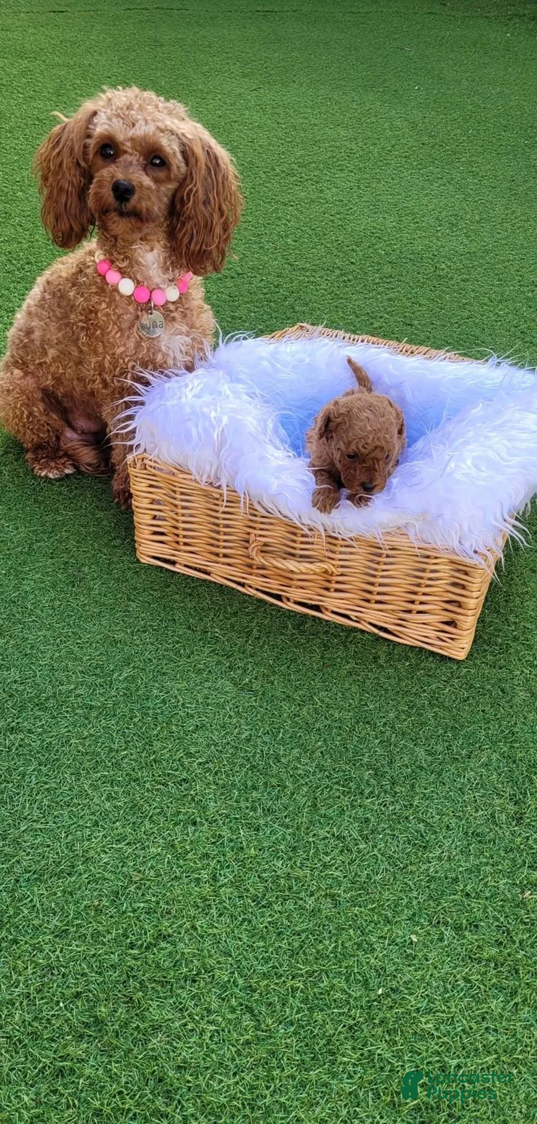 Toy Poodle dogs for sale: Daisy - Ad 9