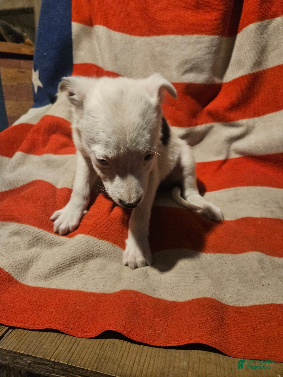 Border Collie dogs for sale: Dreami (Runt) - Ad 33