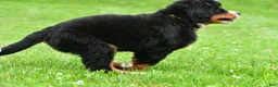 Bernese Mountain Dog dogs for sale: Neal - Ad 3