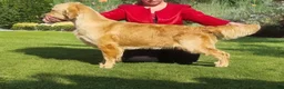 Golden Retriever dogs for sale: Aragorn, Champion Sired - Ad 2