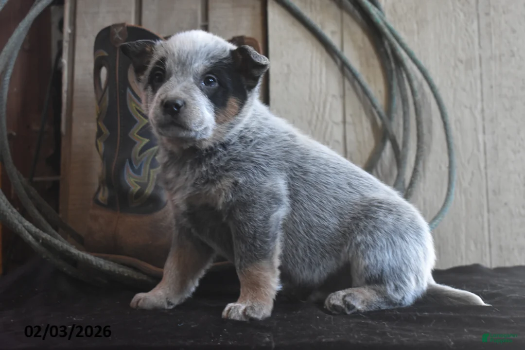 Australian Cattle Dog dogs for sale: Remington - Ad 3