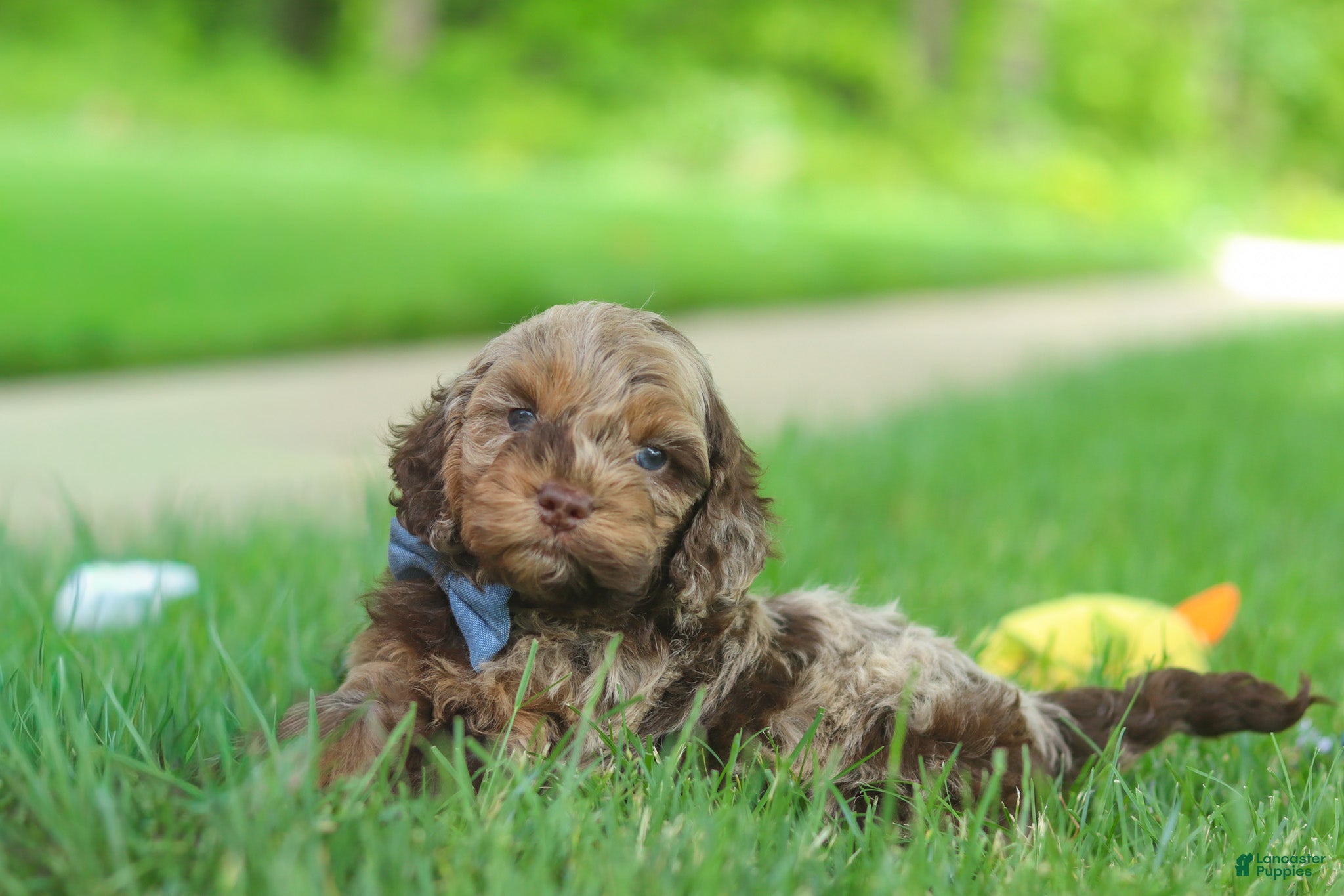 Cockapoo dogs Quinton - Ad 2
