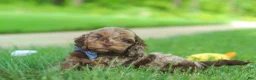 Cockapoo dogs for sale: Quinton - Ad 2