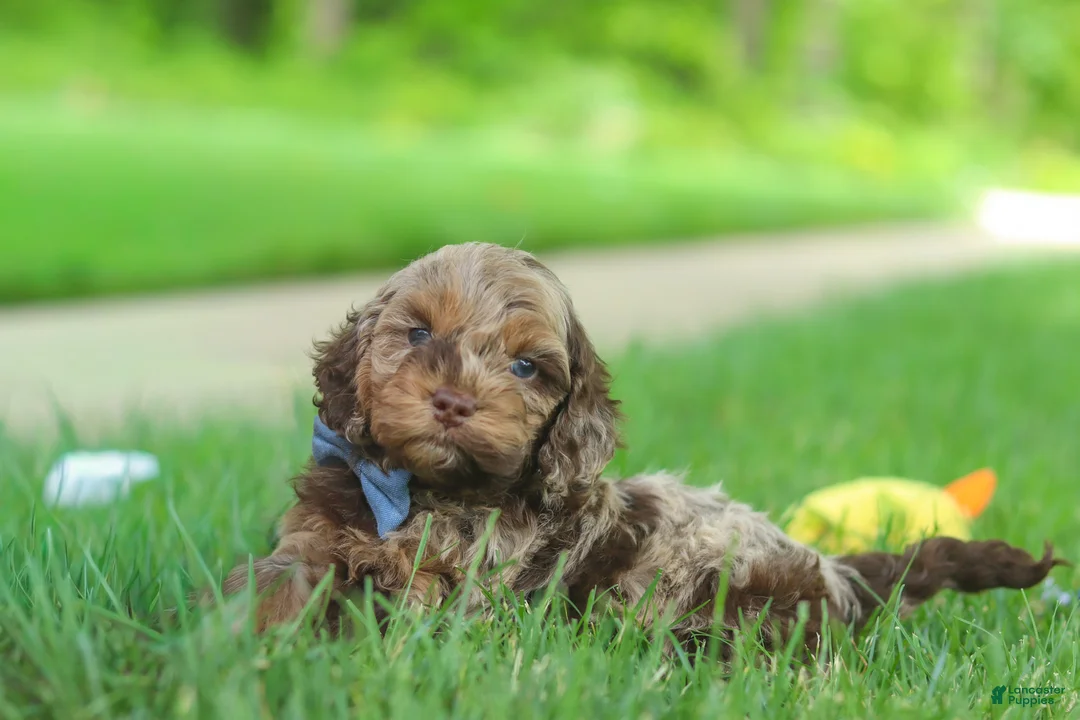 Cockapoo dogs for sale: Quinton - Ad 2