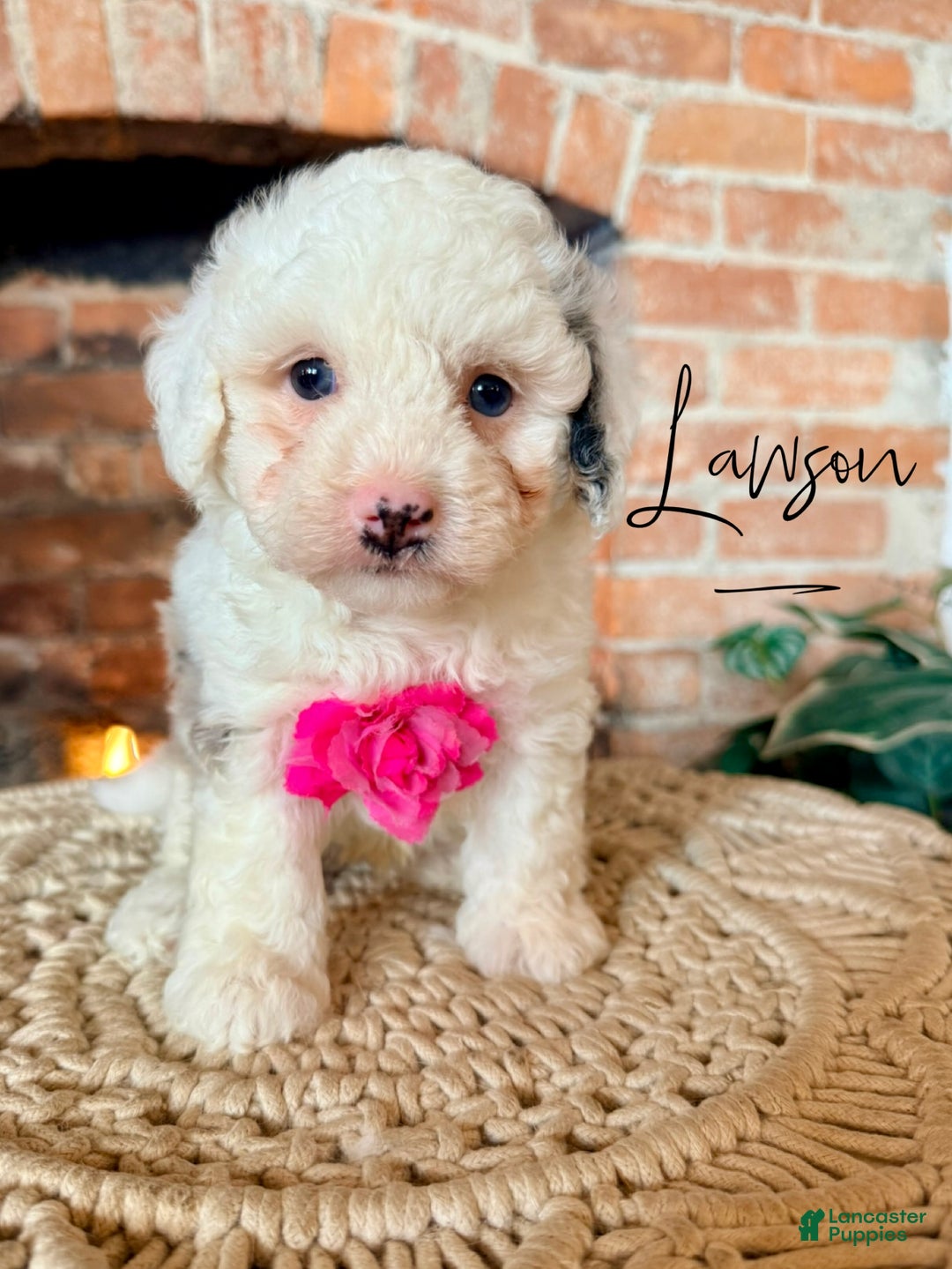 Mixed Breed dogs for sale: Lawson - Ad 4