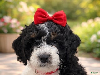Mini Sheepadoodle dogs Red-Peppermint - Ad 3