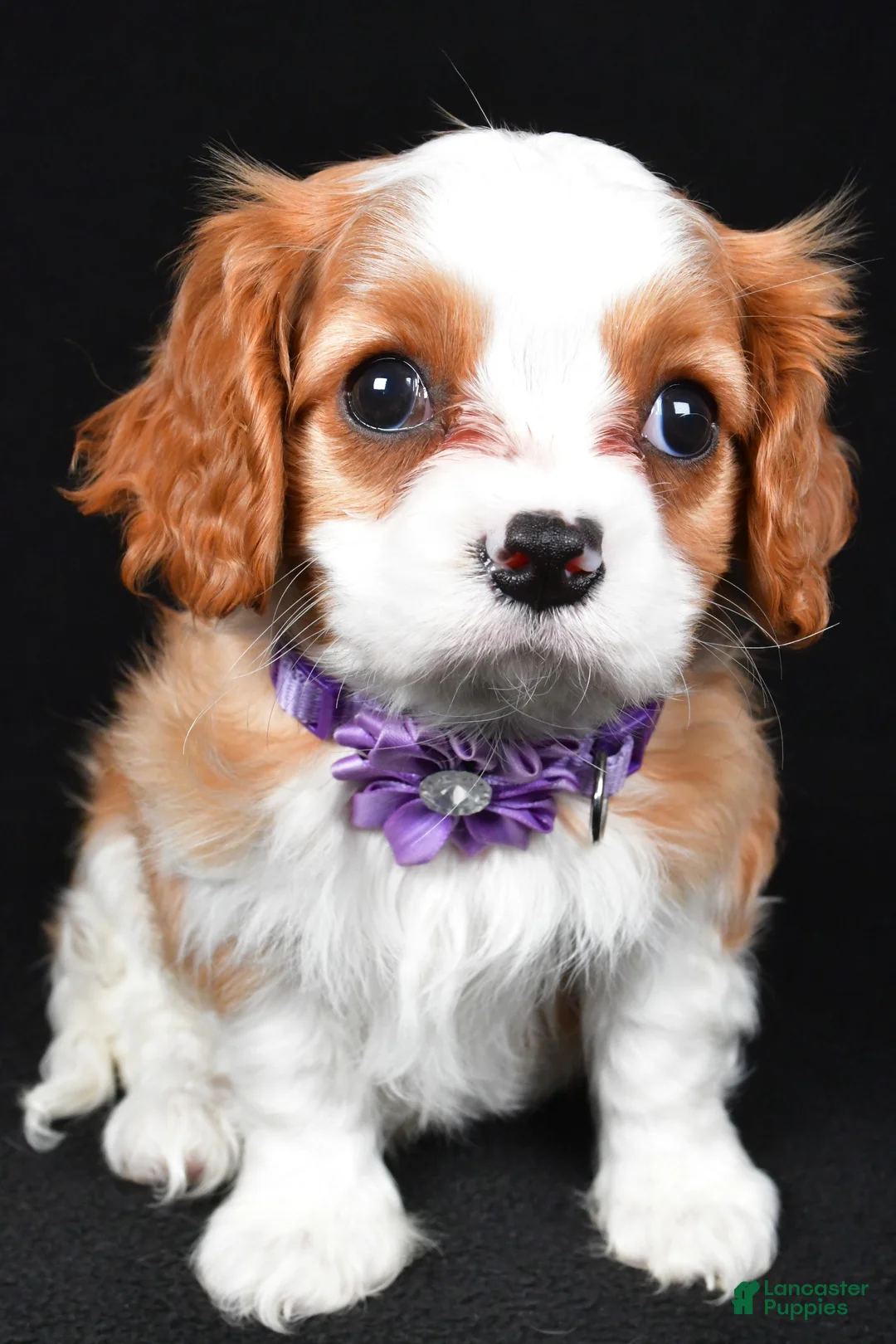 Cavalier King Charles Spaniel dogs for sale: Roxan - Ad 8