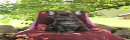 French Bulldog dogs for sale: Faye - Ad 1
