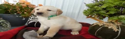 Labrador Retriever dogs for sale: Labrador Retriever 5 Sunshine - Ad 2