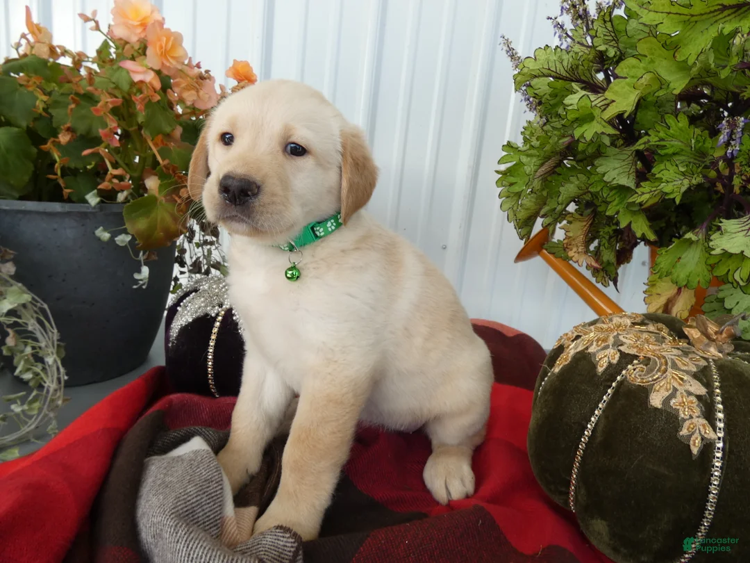 Labrador Retriever dogs for sale: Labrador Retriever 5 Sunshine - Ad 2