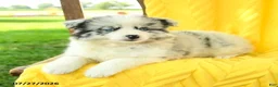 Pomsky dogs for sale: Remi  - Ad 2