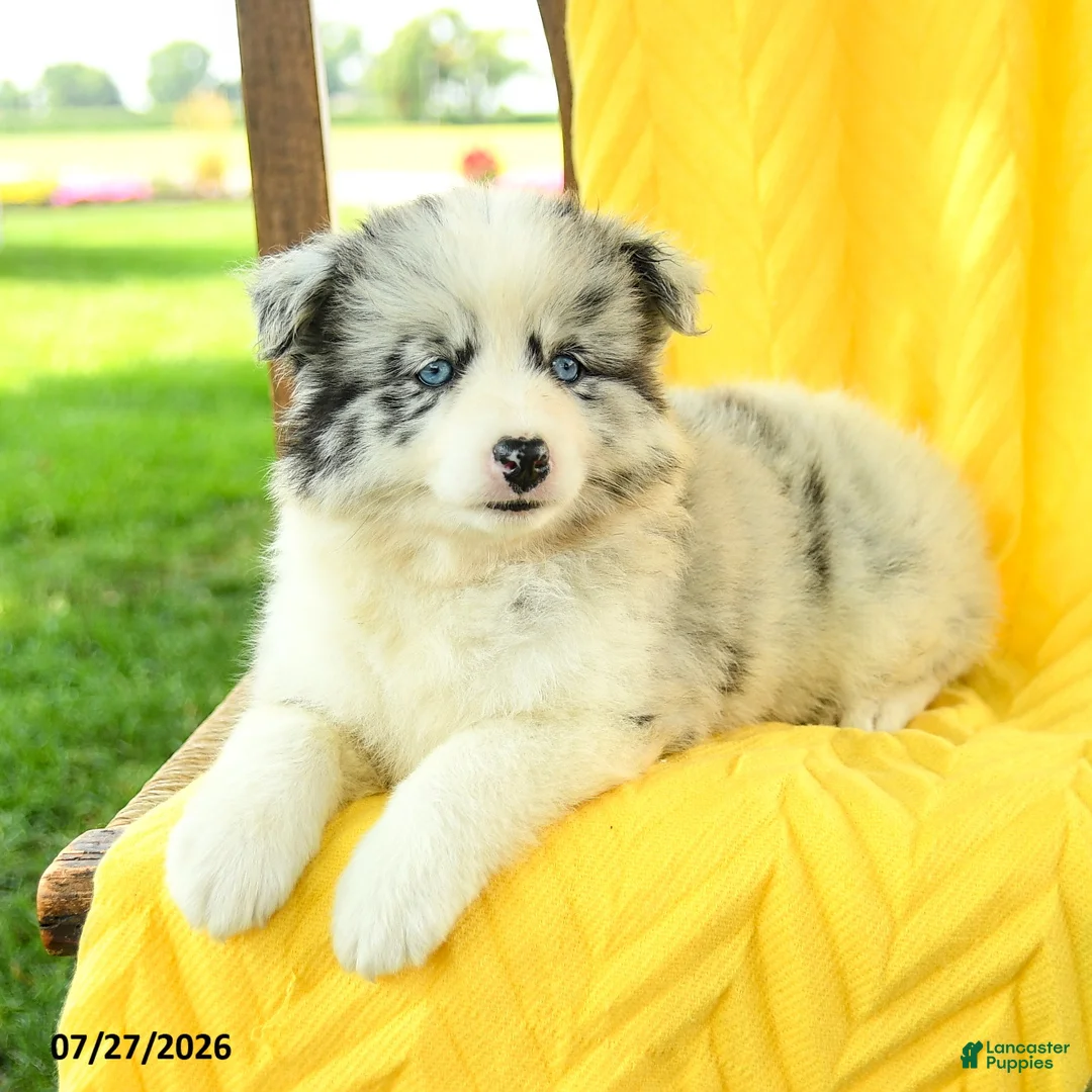 Pomsky dogs for sale: Remi  - Ad 2