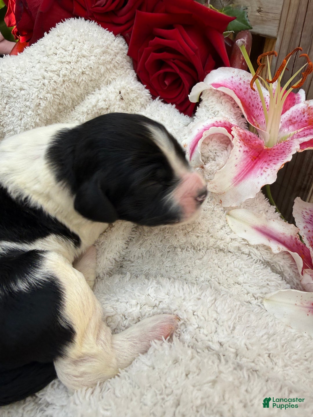 Goldendoodle dogs for sale: Cookie - Ad 1