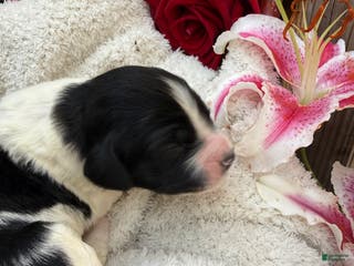 Goldendoodle dogs Cookie - Ad 23