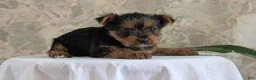 Yorkshire Terrier dogs for sale: Zoey - Ad 4