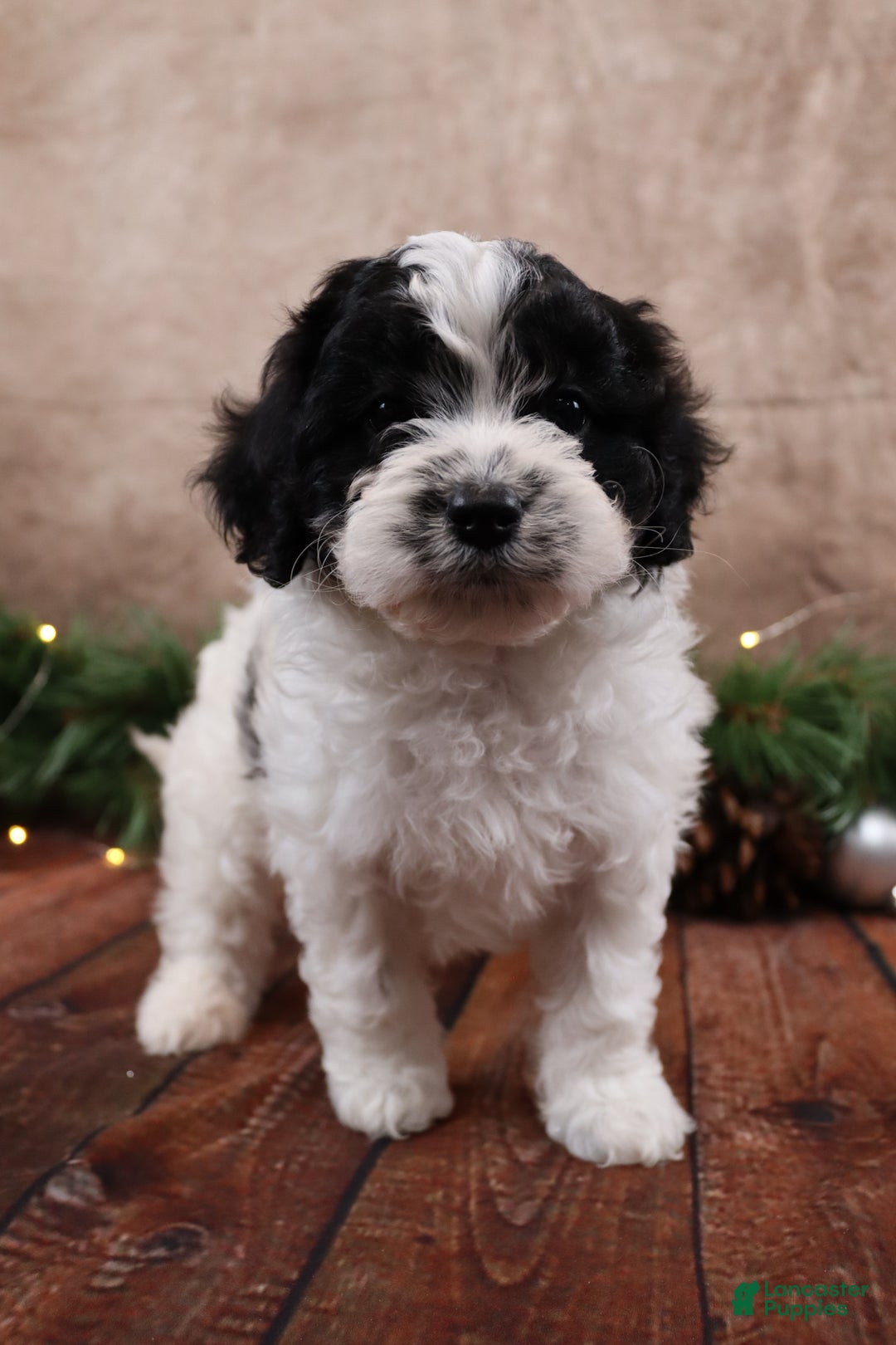 Cavapoo dogs for sale: Jack - Ad 3