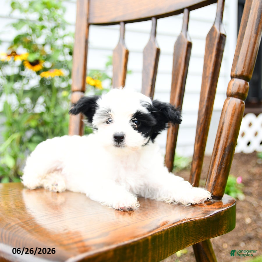 Yorkiepoo dogs Lilac  - Ad 1