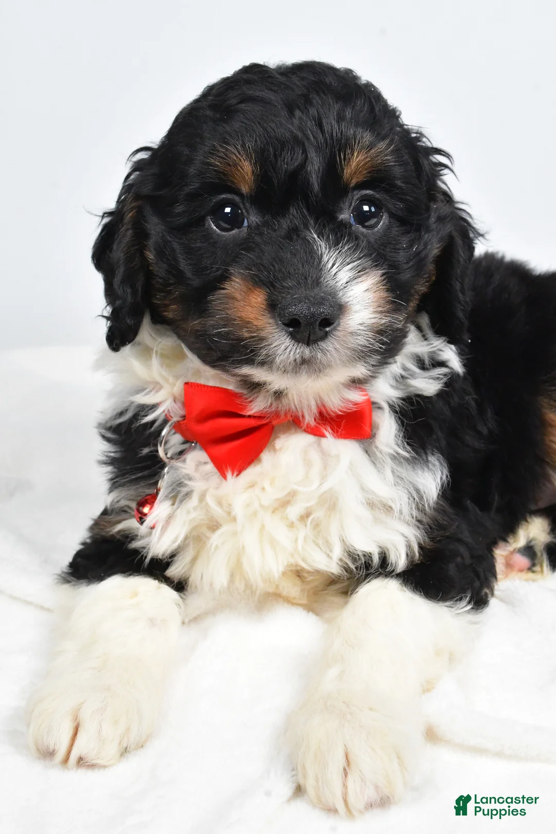 Mini Aussiedoodle dogs for sale: Goofy - Ad 5