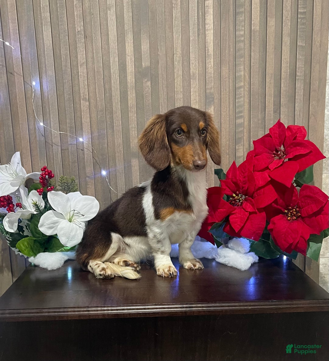 Miniature Dachshund dogs for sale: Miniature Dachshund Puppy 1 - Ad 2