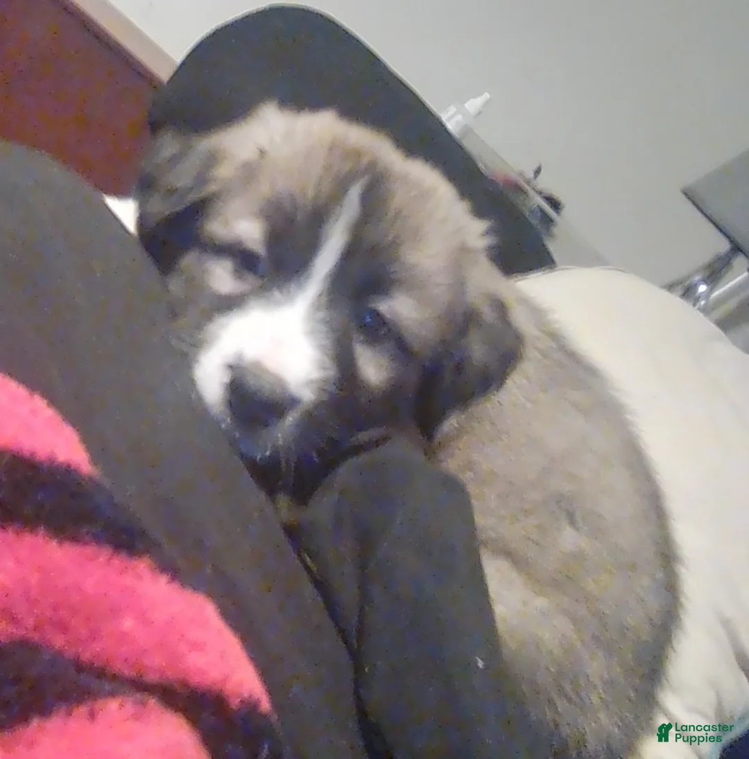 Mixed Breed dogs for sale: Brownee Boy - Ad 3