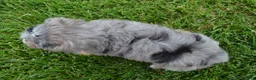 Mini Aussiedoodle dogs for sale: Mini Asher - Ad 15