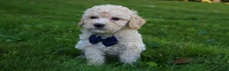 Mini Goldendoodle dogs for sale: Domino 💎 - Ad 3
