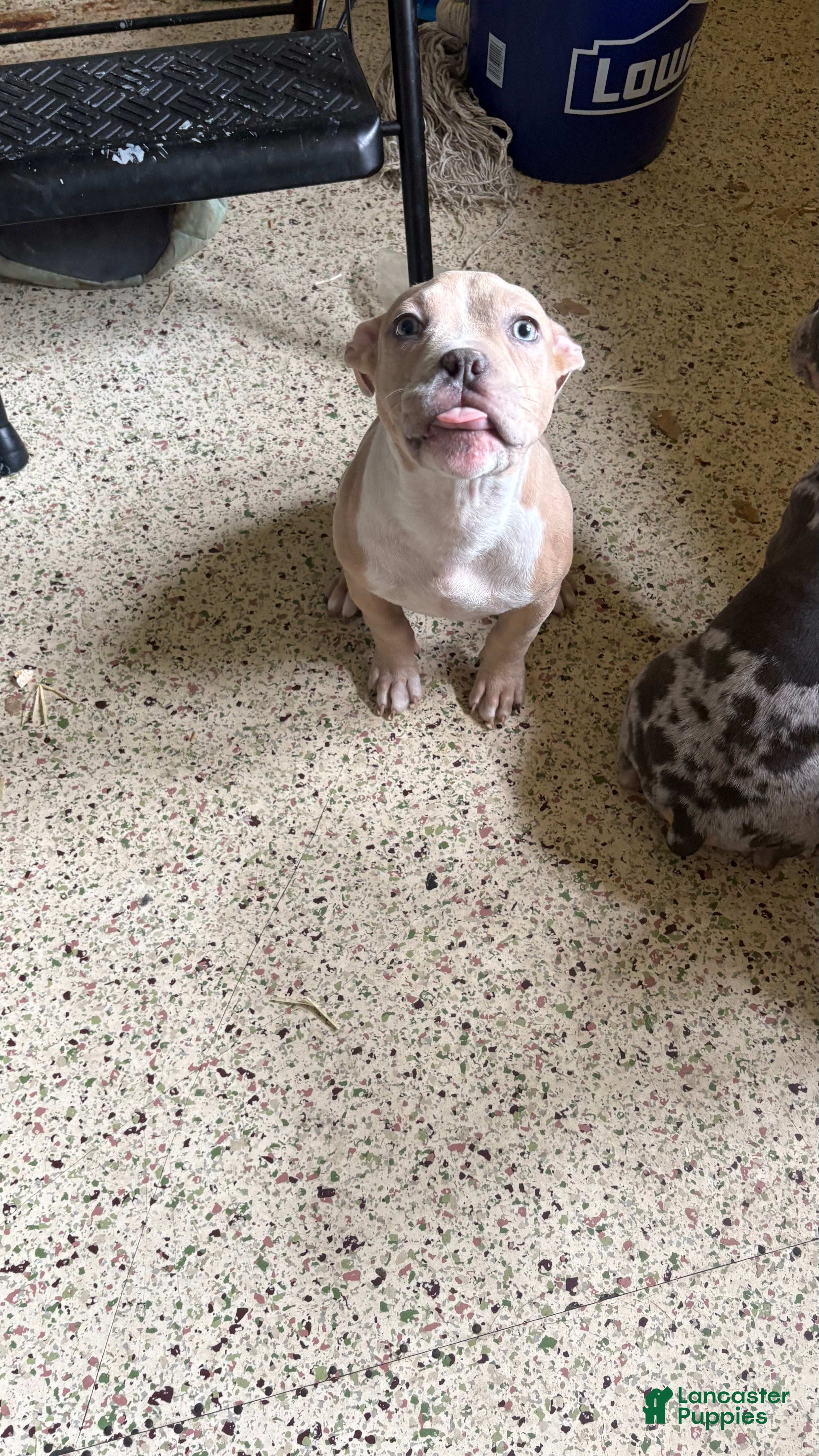 American Bully dogs American Bully Puppy 1 - Ad 22