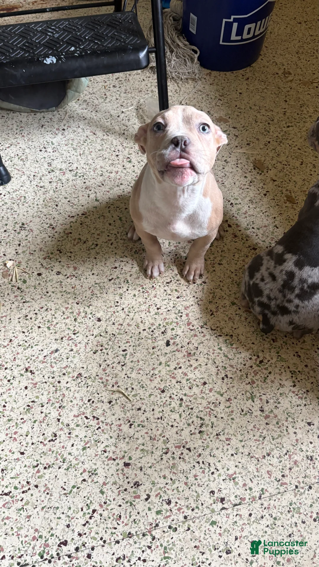 American Bully dogs for sale: American Bully Puppy 1 - Ad 1