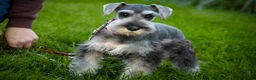 Miniature Schnauzer dogs for sale: Qeleigh Miniature Schnauzer (crate and leash Trained) - Ad 3