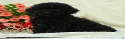 Toy Poodle dogs for sale: Wolfgang - Ad 3