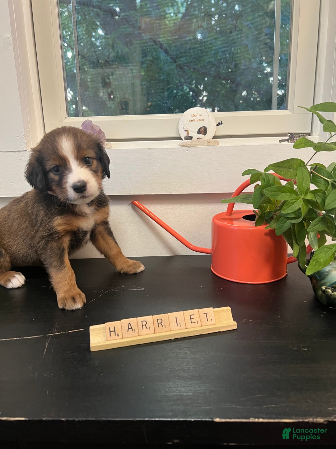 Bernedoodle dogs for sale: Harriet  - Ad 8